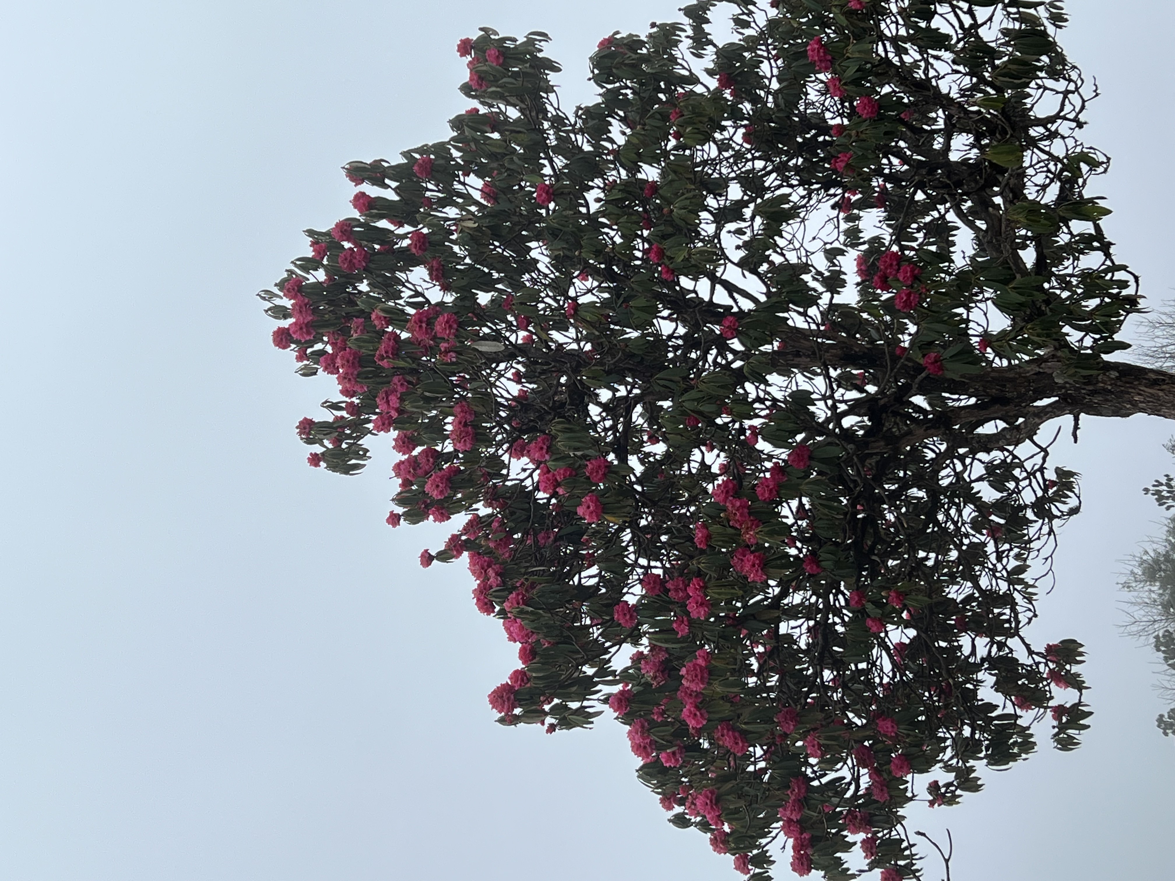 Khumai Dada - Explore With Pratap 6